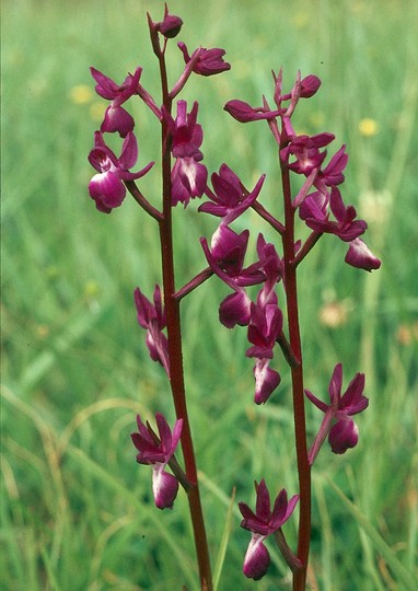 Orchis laxiflora