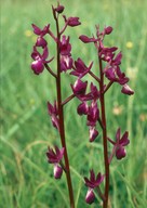 Orchis laxiflora