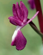 Orchis laxiflora