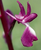 Orchis laxiflora