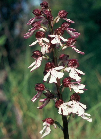 Orchis purpurea