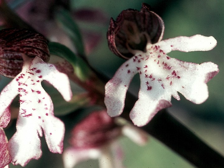 Orchis purpurea