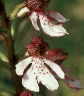 Orchis purpurea