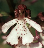 Orchis purpurea