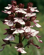 Orchis purpurea