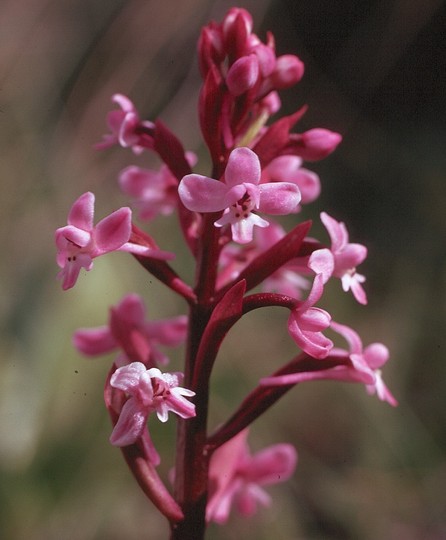 Orchis quadripunctata var. brancifortii