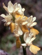 Orchis pauciflora