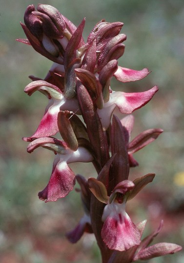 Orchis collina