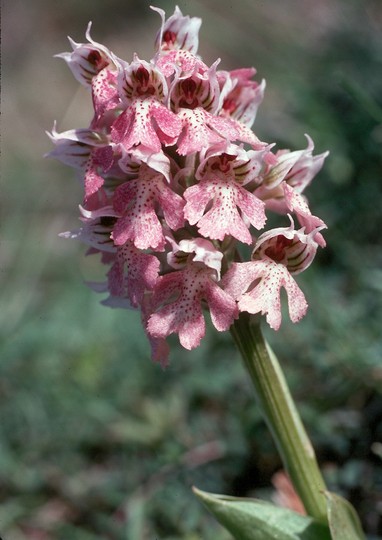 Orchis lactea