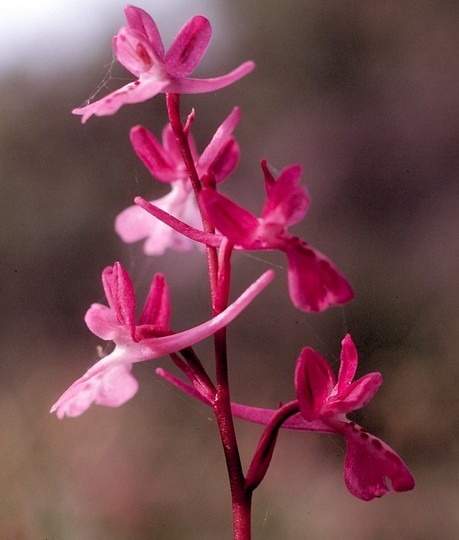 Orchis anatolica