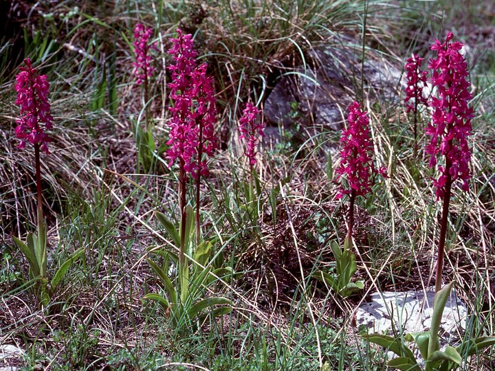 Orchis mascula