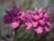 Orchis tridentata