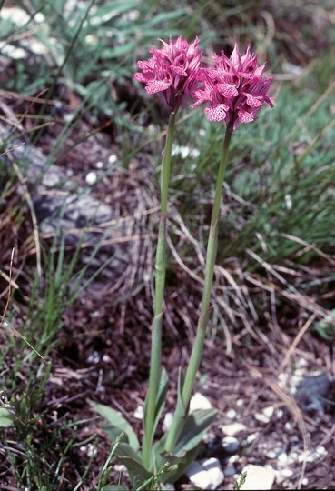 Orchis tridentata