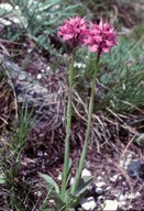 Orchis tridentata