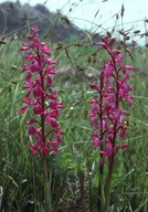 Orchis laxiflora