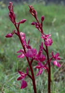 Orchis laxiflora