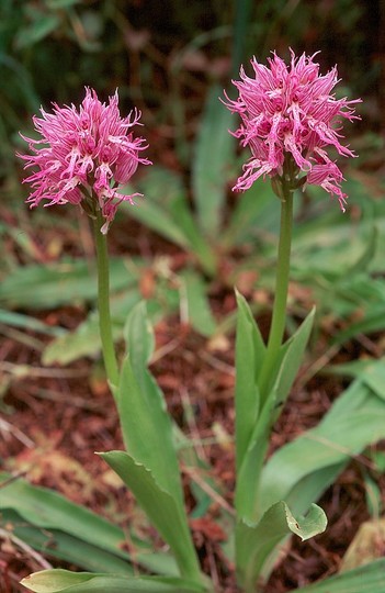 Orchis italica