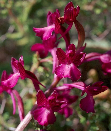 Orchis boryi