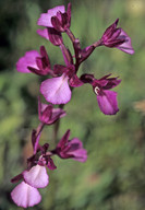 Orchis boryi x papilionacea?
