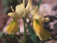 Orchis pauciflora