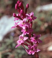 Orchis quadripunctata