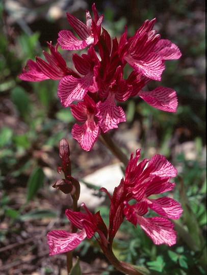 Orchis papilionacea