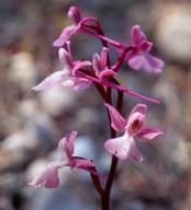 Orchis anatolica