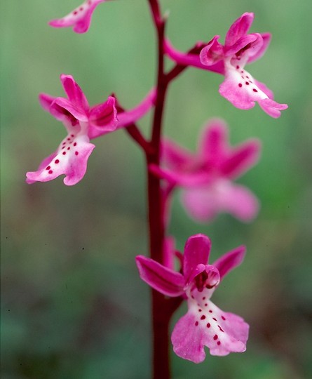 Orchis anatolica