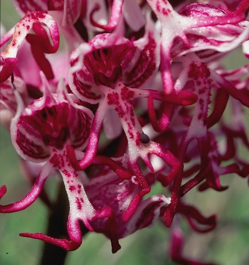 Orchis simia