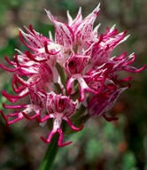 Orchis simia