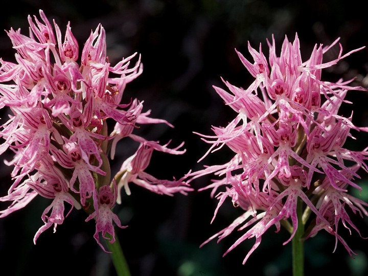 Orchis italica