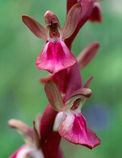 Orchis collina