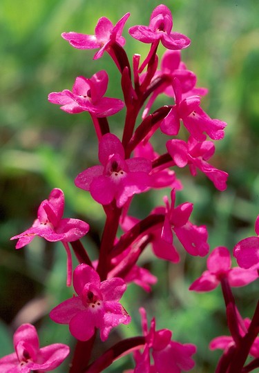 Orchis quadripunctata