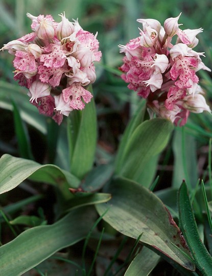 Orchis lactea