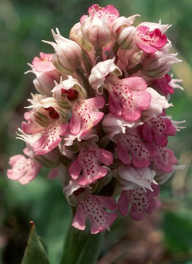 Orchis lactea