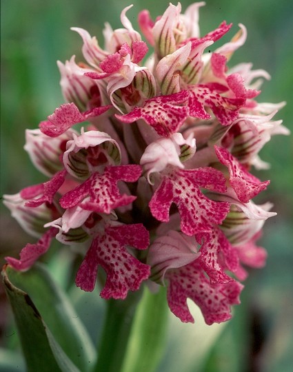 Orchis lactea