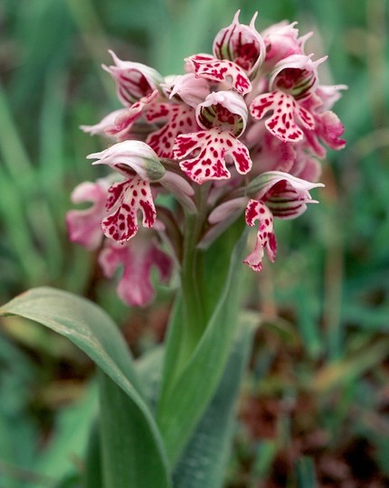 Orchis lactea