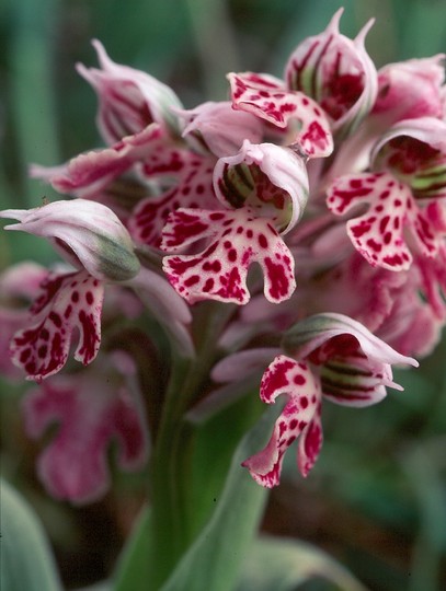 Orchis lactea