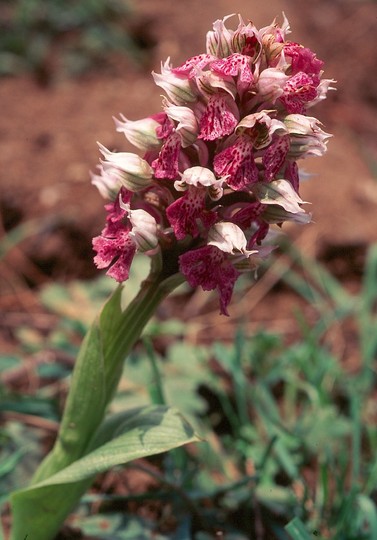 Orchis lactea