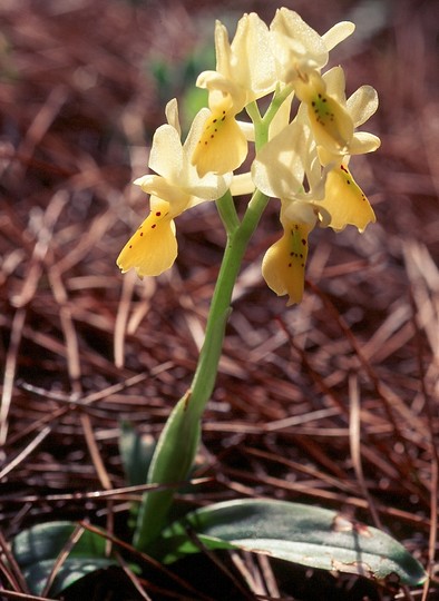 Orchis pauciflora