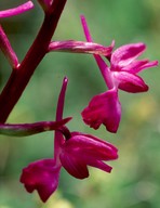 Orchis laxiflora