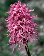 Orchis italica