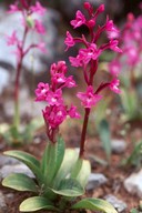 Orchis quadripunctata