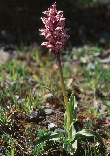 Orchis lactea