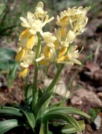 Orchis pauciflora