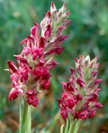 Orchis coriophora ssp. fragrans