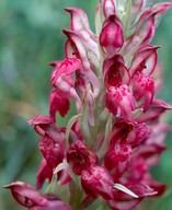 Orchis coriophora ssp. fragrans