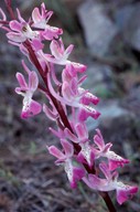 Orchis troodi