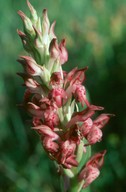 Orchis coriophora ssp. fragrans