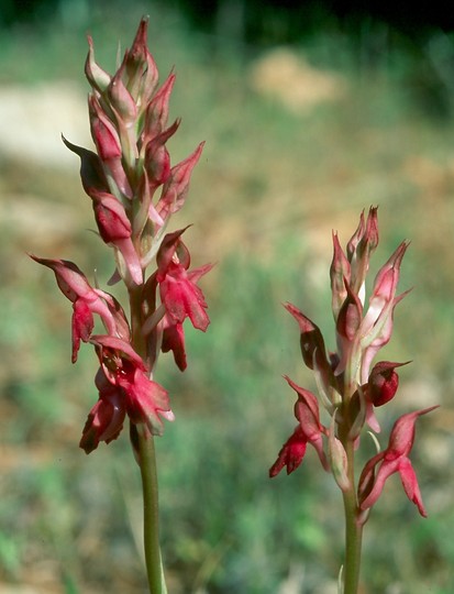 Orchis sancta